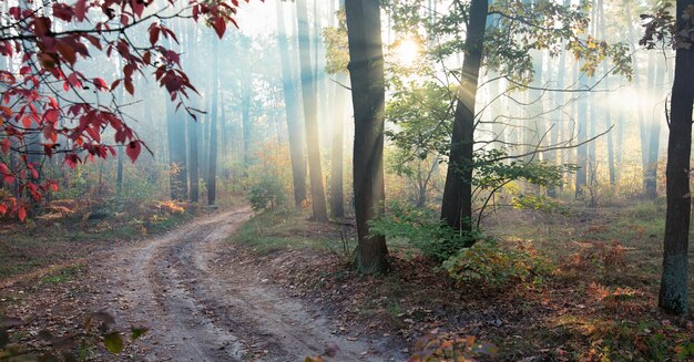 Peaceful autumn road misty and sunlit leading to tranquility