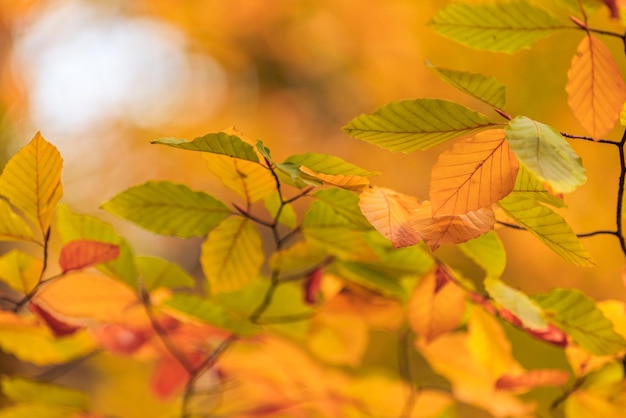 Peaceful blurred foliage. Relaxing nature leaves, colors. Serene tranquil sunshine abstract forest