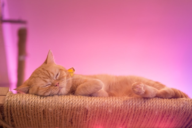 Peaceful orange red tabby cat male kitten curled up sleeping.