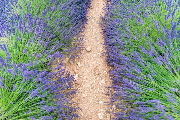 Peaceful summer nature landscape flowers and meadow Inspiratonal nature scenery Lavender flowers