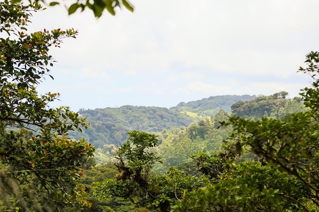 Photo peaceful tropical rainforest view of costa rica