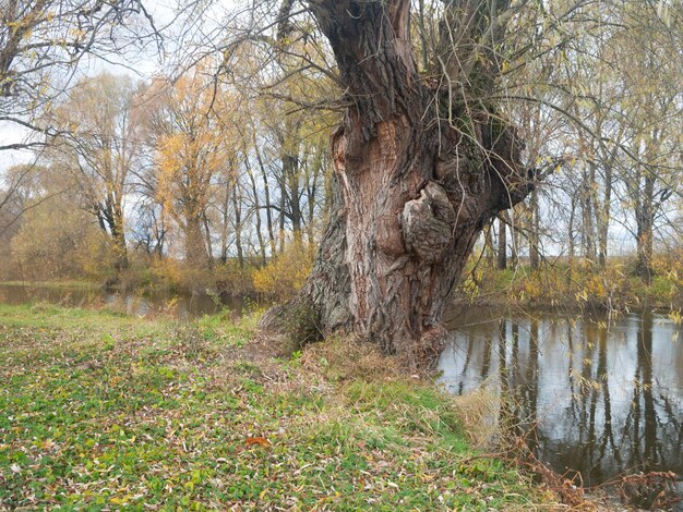 Photo peacefull autumn river