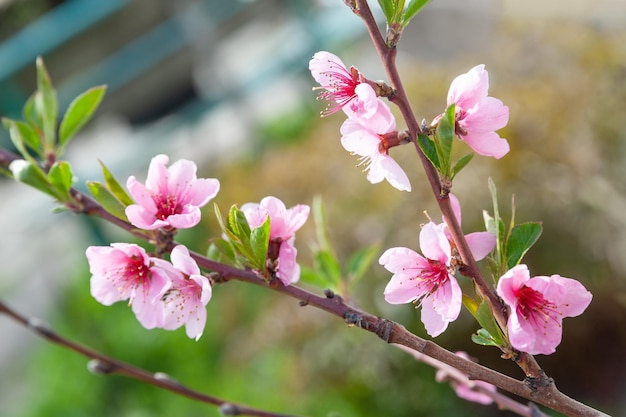 Peach blossom Closeup of fragrant pink peach blossoms against a background of green foliage