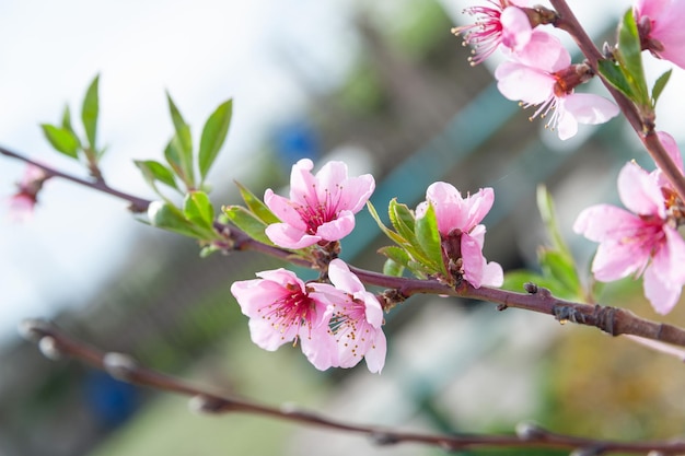 Peach blossom Closeup of fresh pink peach flowers on branches against the sky selective soft focus