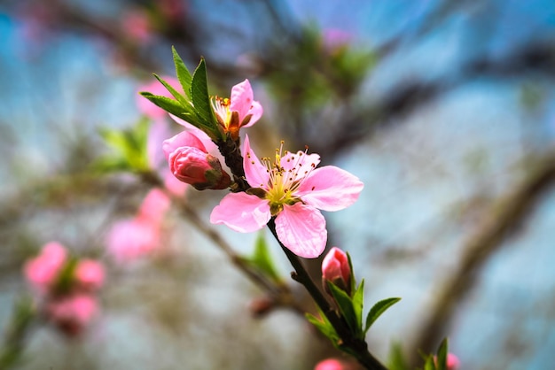 Peach blossom in full bloom