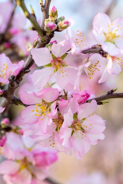 Peach blossom, spring tree with pink flowers