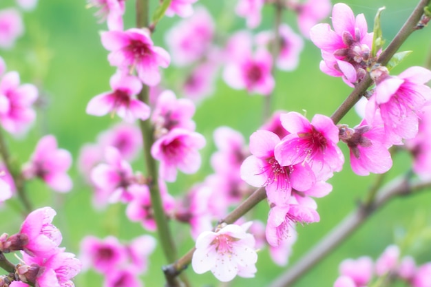 Peach blossom