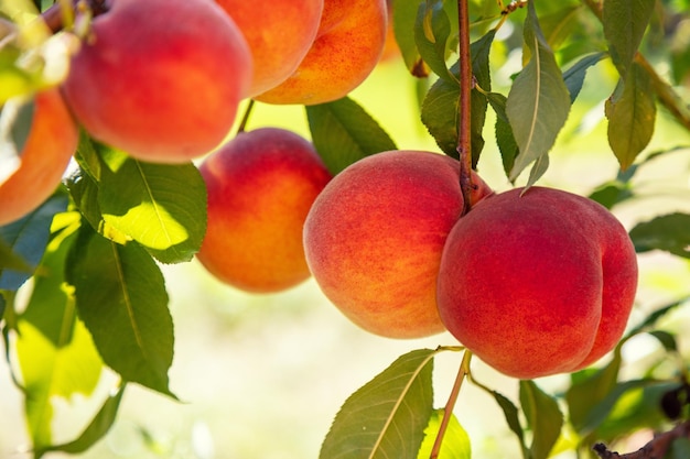 Peach on a branch in an orchard Harvest of ripe peaches