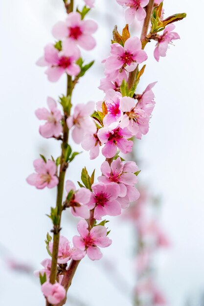 Peach branches with pink flowers on the background of the sky