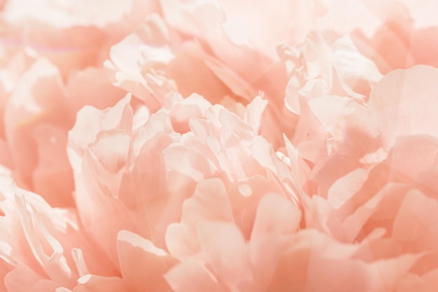 Peach color flower peony petals close up macro nature background Beautiful Holiday bloom backdrop Cream pink flowers top view floral desktop wallpaper soft focus pastel colored still life