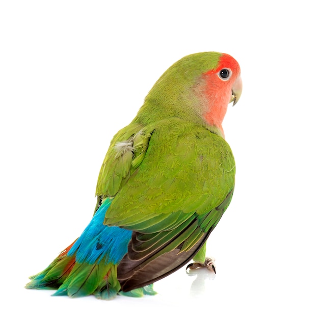 Peach faced Lovebird