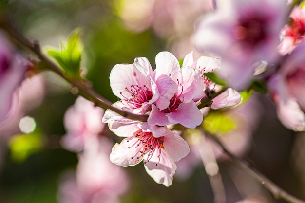 Peach Flower in Spring, image taken with macro lens