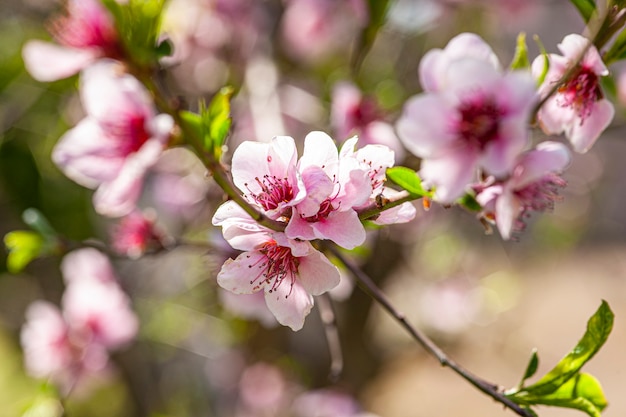 Peach Flower in Spring, image taken with macro lens