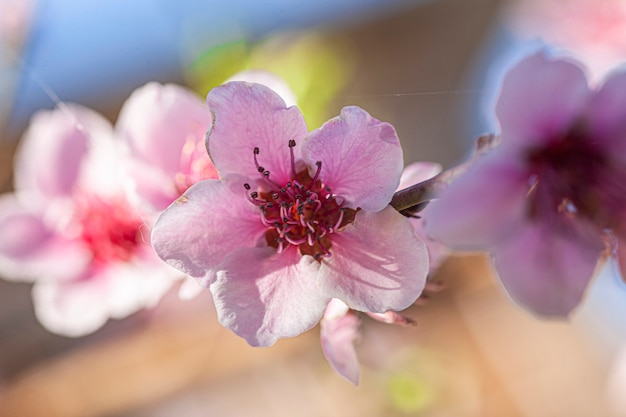 Peach Flower in Spring, image taken with macro lens