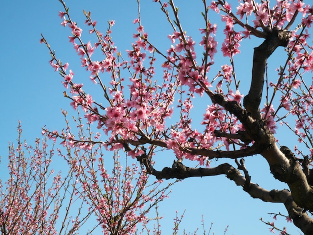 Peach flowers on the branch