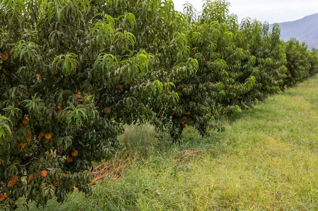 Peach fruit orchard with fruit ready to harvest in the summer season