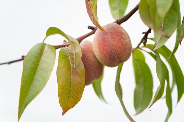 Peach fruits on a branch closeup Selective focus