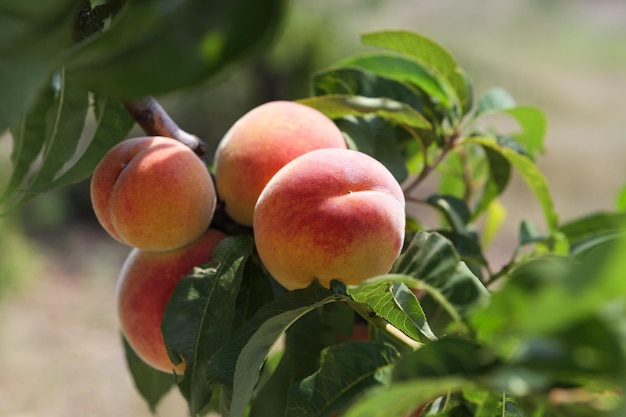 Peach fruits growing on tree selective focus Peach orchard Summer day