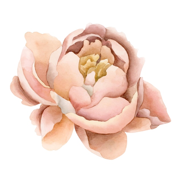 Peach fuzz peony flower in bloom Floral watercolor illustration hand painted isolated on white