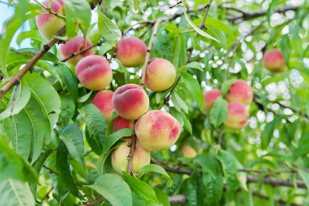 Peach harvest on the tree ripe beautiful delicious peaches on the branch