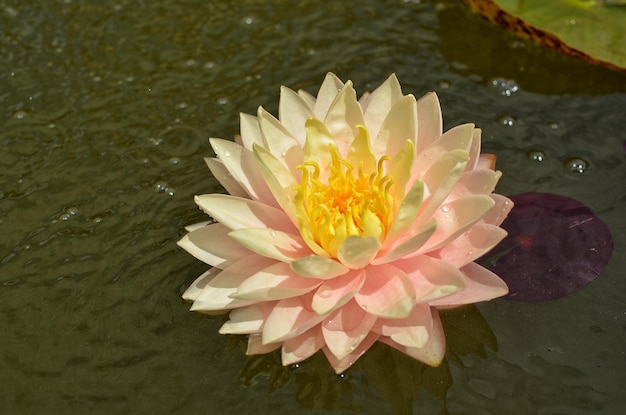 Peach nymphaeum blooms in a pond