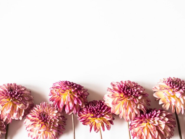  Peach and pink dahlias on a white background. Top view. copy space