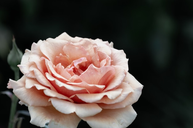 Peach rose flower close-up on a dark background.