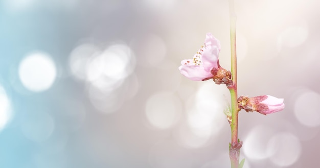 Peach tree flowers on background of blurred bokeh