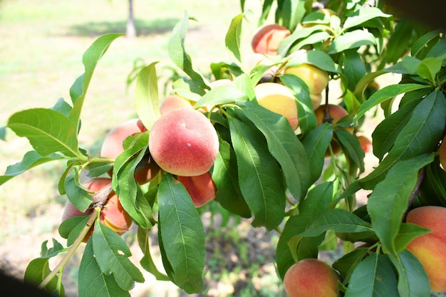 a peach tree with a peach tree in the background and a peach on the branch