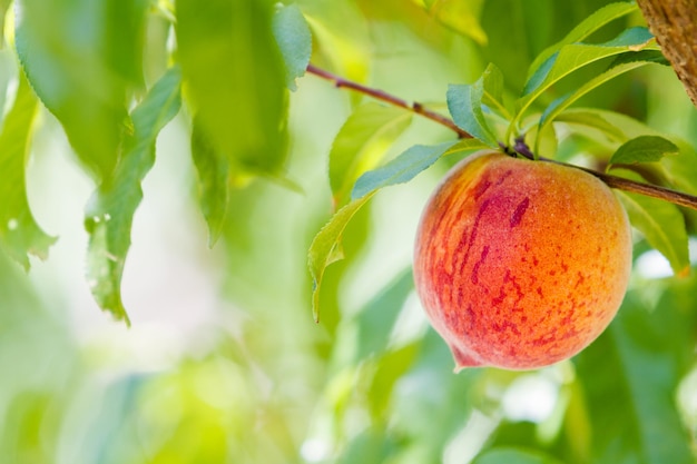 Peaches on the tree ready to be picked.