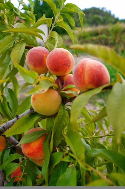 Peaches on the tree.