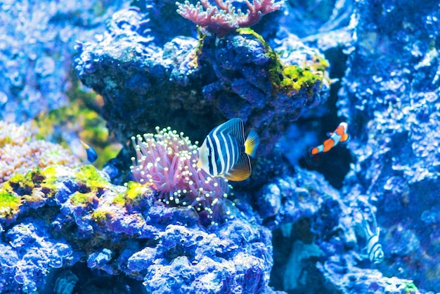 Peacock angelfish swimming in sea aquarium