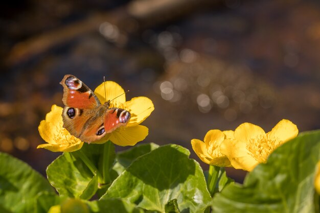 Peacock butterfly - Aglais io - sitting on the flower of Kingcup or Marsh Marigold - Caltha palustris.