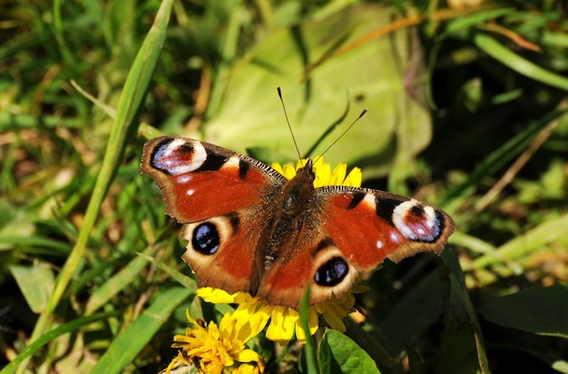 Peacock eye butterfly Aglais io on a dandelion flower on a summer morning