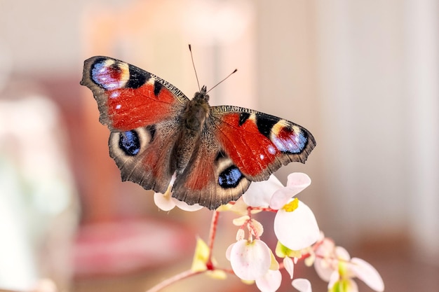 Peacock eye butterfly sits on a white flower