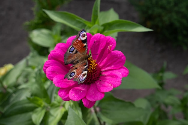 Peacock-eye sunflower butterfly on a blooming aster. Colorful butterfly. A butterfly on a flower.