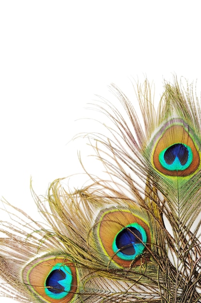 Peacock feather background