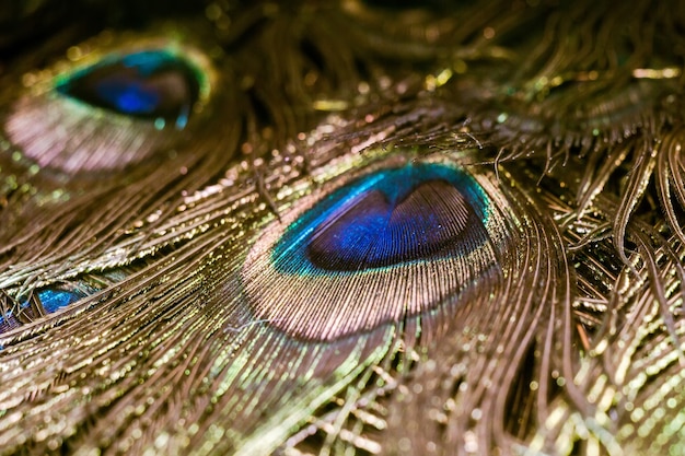 Peacock Feather Macro