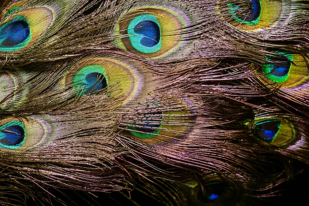 Peacock Feather Macro