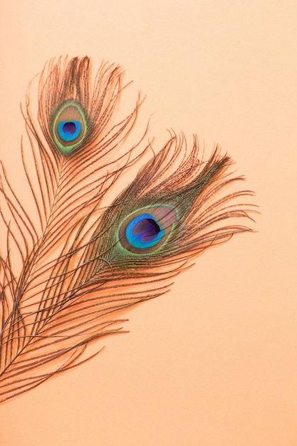 Peacock feather on pastel color paper background background