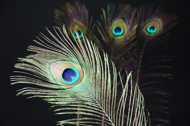 Peacock feathers on black background