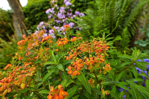 Peacock flowers or caesalpinia pulcherrima growing in a garden outdoors Closeup of beautiful bright orange flowering plants with lush green leaves blooming in nature during a sunny day in spring