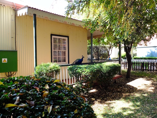 The peacock in Gold Reef City Johannesburg South Africa