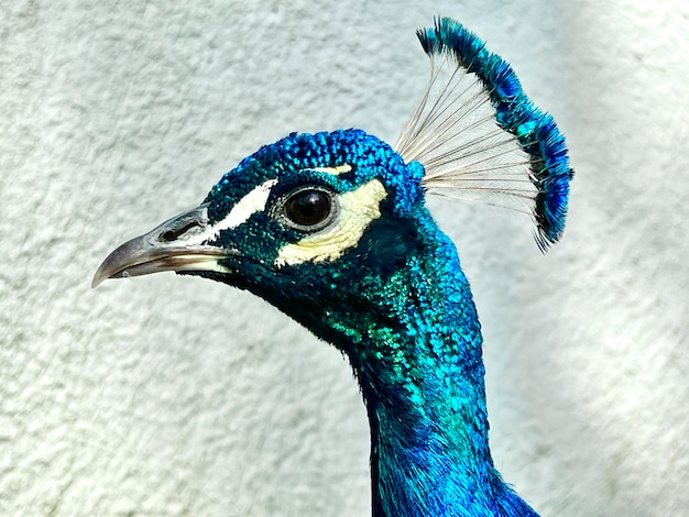 Peacock head Close up of the head of a common peacock