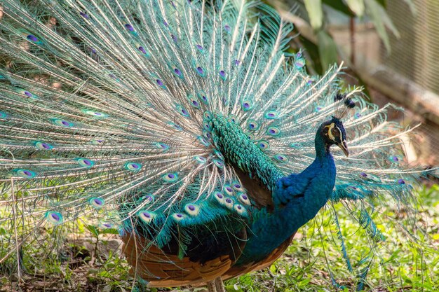 Peacock head close up