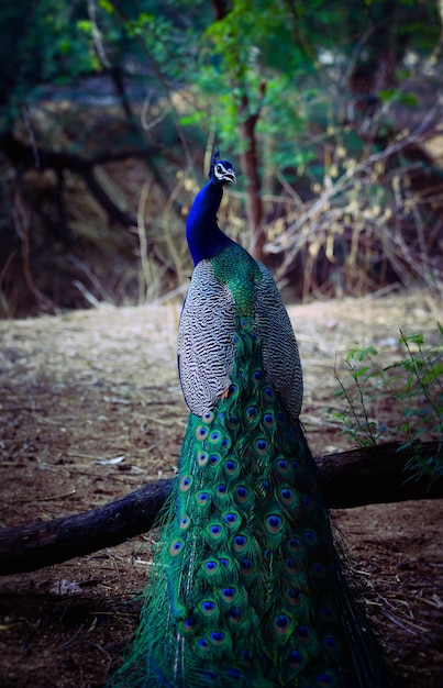 Peacock Image and Backgrounf