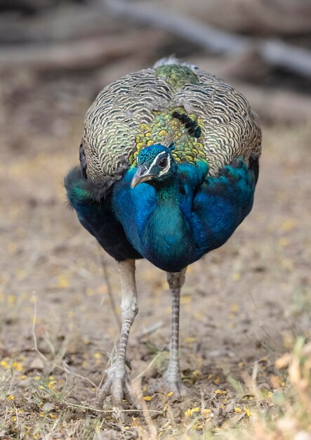 Photo a peacock is standing on the ground and the back is blue and yellow.