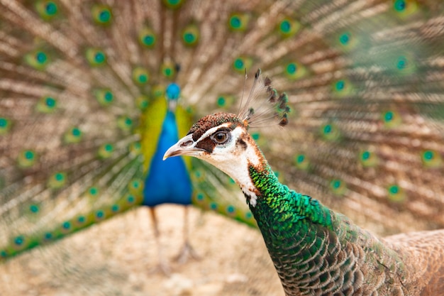 Peacock- peafowl with open tail. Male and female pecocks together.