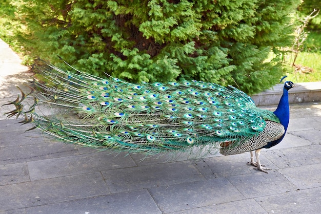 Peacock walks in park