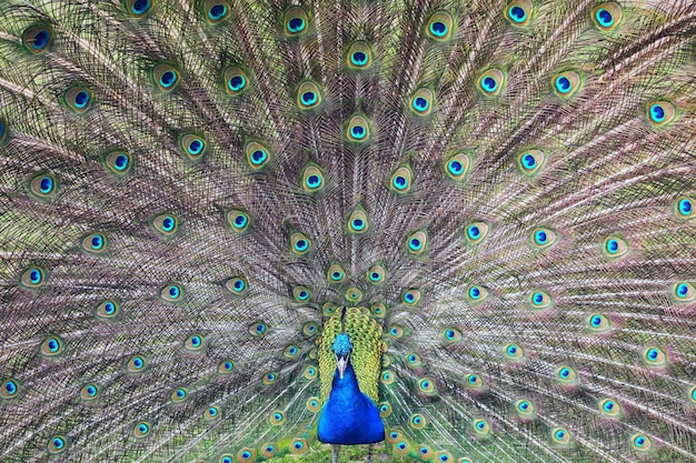 a peacock with a blue tail and a blue and green feathers